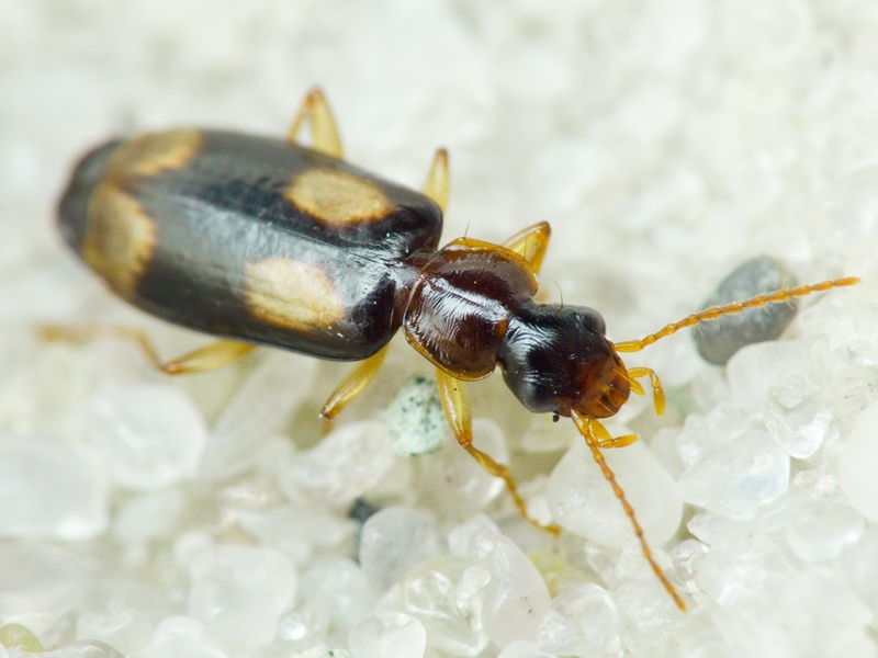 Dromius quadrimaculatus (Linnaeus, 1758)